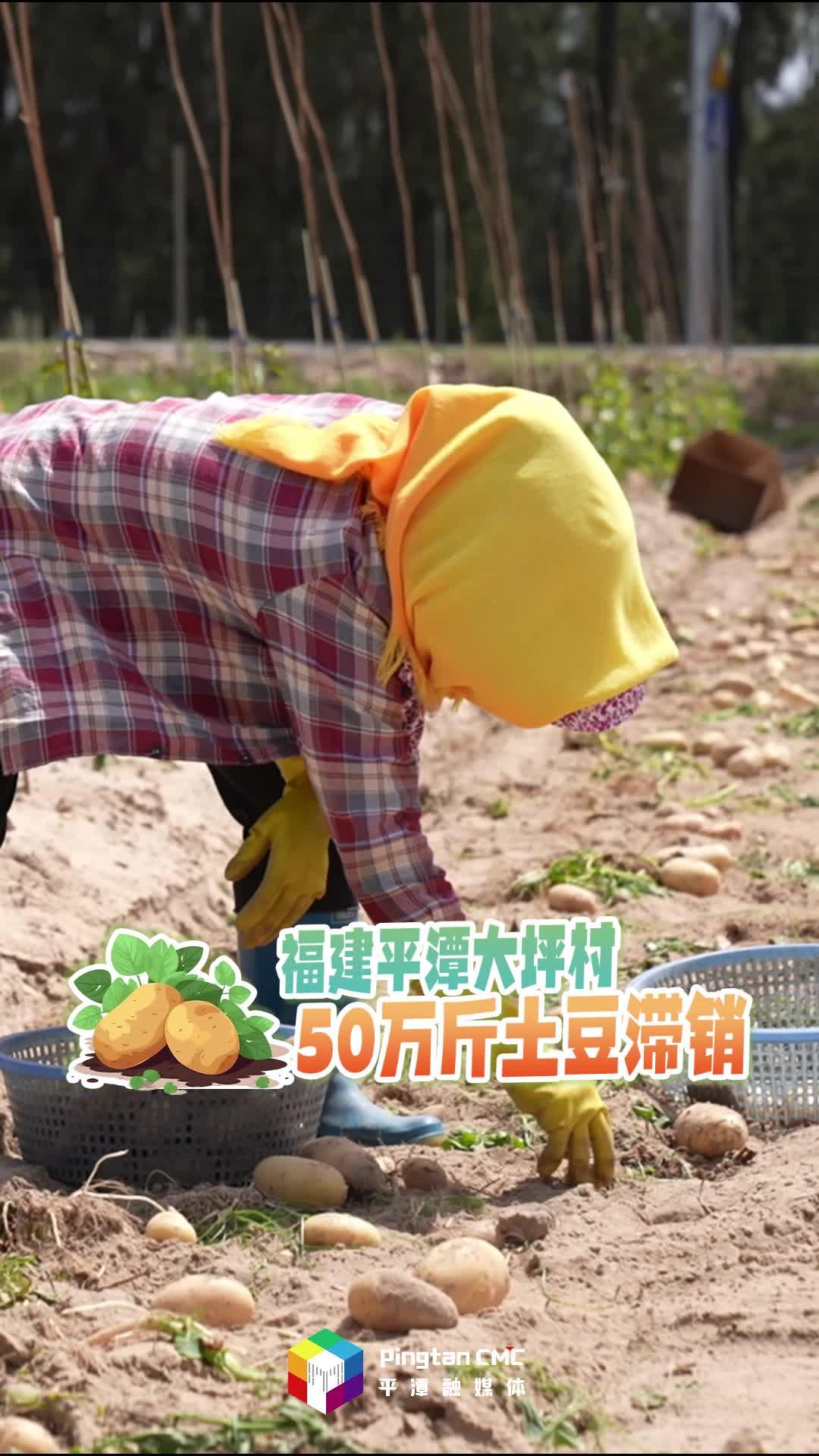 急急急！福建平潭50萬斤土豆滯銷，農(nóng)戶愁壞了！